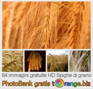 Banca Immagine di tOrange offre foto gratis nella sezione:  spighe-di-grano