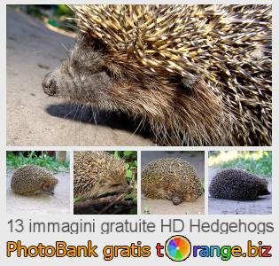 Banca Immagine di tOrange offre foto gratis nella sezione:  hedgehogs
