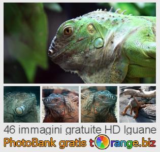Banca Immagine di tOrange offre foto gratis nella sezione:  iguane