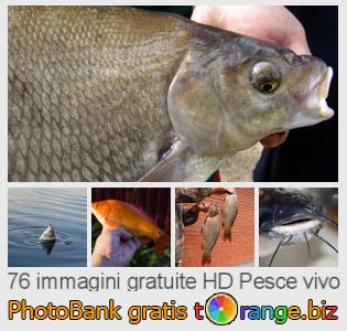 Banca Immagine di tOrange offre foto gratis nella sezione:  pesce-vivo