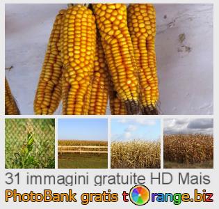 Banca Immagine di tOrange offre foto gratis nella sezione:  mais