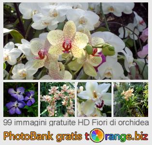 Banca Immagine di tOrange offre foto gratis nella sezione: fiori-di-orchidea