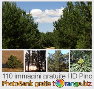Banca Immagine di tOrange offre foto gratis nella sezione: pino