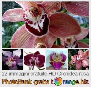 Banca Immagine di tOrange offre foto gratis nella sezione:  orchidea-rosa