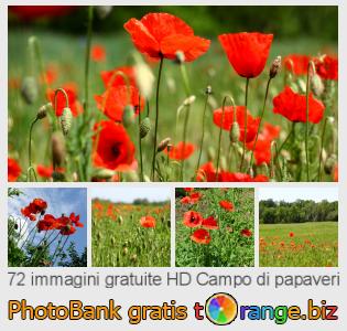 Banca Immagine di tOrange offre foto gratis nella sezione:  campo-di-papaveri