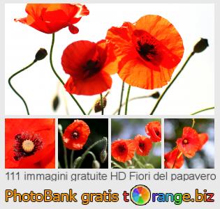 Banca Immagine di tOrange offre foto gratis nella sezione: fiori-del-papavero