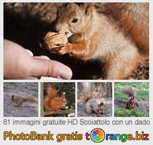 Banca Immagine di tOrange offre foto gratis nella sezione: scoiattolo-con-un-dado