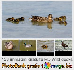 Banca Immagine di tOrange offre foto gratis nella sezione:  anatre-selvatiche