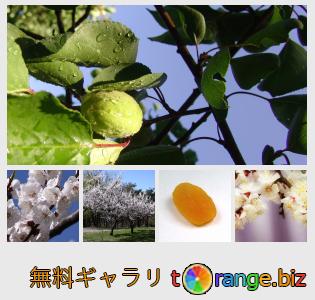 イメージの銀行にtOrangeはセクションからフリーの写真を提供しています： アプリコット