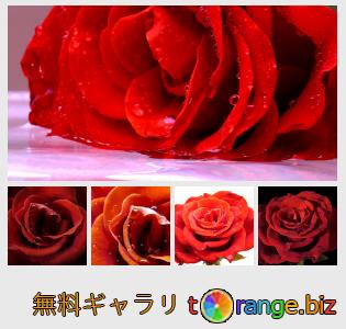 イメージの銀行にtOrangeはセクションからフリーの写真を提供しています: ビッグローズフラワー