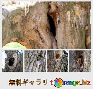 イメージの銀行にtOrangeはセクションからフリーの写真を提供しています： 鳥の中空