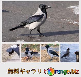 イメージの銀行にtOrangeはセクションからフリーの写真を提供しています： 鳥カラス