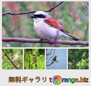 イメージの銀行にtOrangeはセクションからフリーの写真を提供しています： 鳥モズ