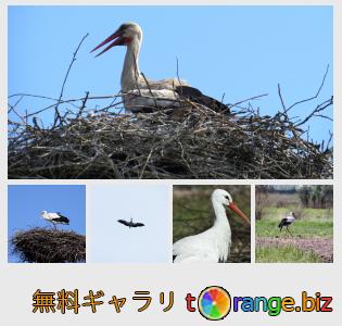 イメージの銀行にtOrangeはセクションからフリーの写真を提供しています： 鳥コウノトリ