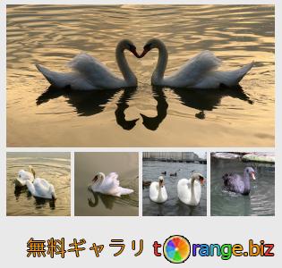 イメージの銀行にtOrangeはセクションからフリーの写真を提供しています： 鳥の白鳥