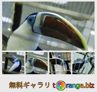 イメージの銀行にtOrangeはセクションからフリーの写真を提供しています： 鳥オオハシ