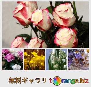イメージの銀行にtOrangeはセクションからフリーの写真を提供しています： 花1束