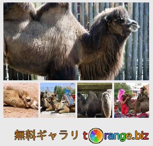 イメージの銀行にtOrangeはセクションからフリーの写真を提供しています： ラクダ