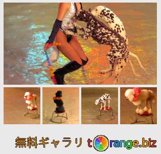 イメージの銀行にtOrangeはセクションからフリーの写真を提供しています： サーカスの犬