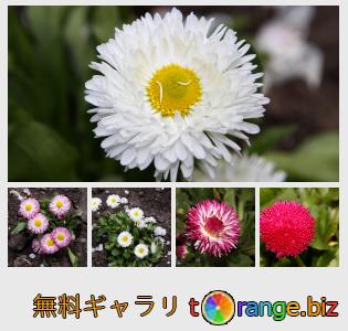 イメージの銀行にtOrangeはセクションからフリーの写真を提供しています： デイジーの花