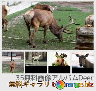 イメージの銀行にtOrangeはセクションからフリーの写真を提供しています： 鹿