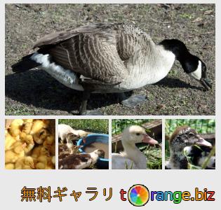 イメージの銀行にtOrangeはセクションからフリーの写真を提供しています： アヒル
