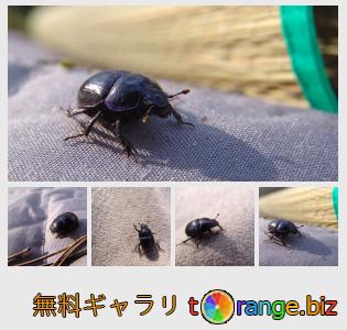 イメージの銀行にtOrangeはセクションからフリーの写真を提供しています： ビートルかぶと虫