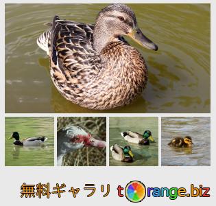 イメージの銀行にtOrangeはセクションからフリーの写真を提供しています： アヒル