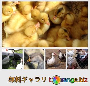 イメージの銀行にtOrangeはセクションからフリーの写真を提供しています： ファーム鳥