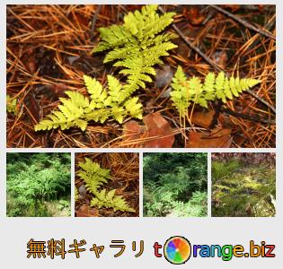 イメージの銀行にtOrangeはセクションからフリーの写真を提供しています： シダ