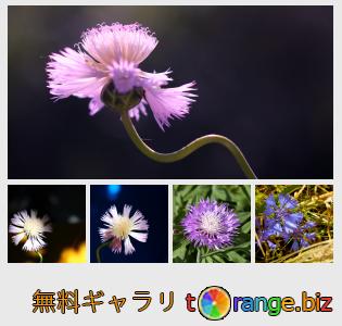 イメージの銀行にtOrangeはセクションからフリーの写真を提供しています： フラワーヤグルマギク