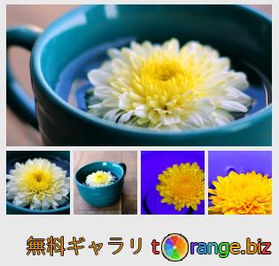 イメージの銀行にtOrangeはセクションからフリーの写真を提供しています： カップ内の花