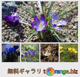 イメージの銀行にtOrangeはセクションからフリーの写真を提供しています： 花クロッカス