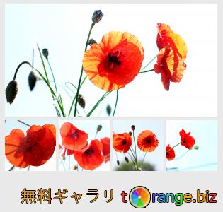 イメージの銀行にtOrangeはセクションからフリーの写真を提供しています： 白い背景で隔離の花のケシ