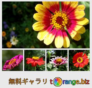 イメージの銀行にtOrangeはセクションからフリーの写真を提供しています： ヒャクニチソウ属