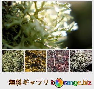 イメージの銀行にtOrangeはセクションからフリーの写真を提供しています： 森の苔