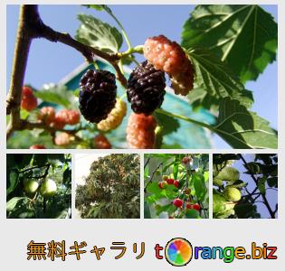 イメージの銀行にtOrangeはセクションからフリーの写真を提供しています： 果樹