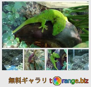 イメージの銀行にtOrangeはセクションからフリーの写真を提供しています： ヤモリ