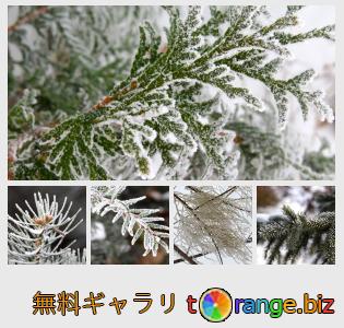 イメージの銀行にtOrangeはセクションからフリーの写真を提供しています： ブランチ上の霧氷