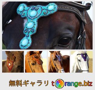 イメージの銀行にtOrangeはセクションからフリーの写真を提供しています： 馬のブラウズ