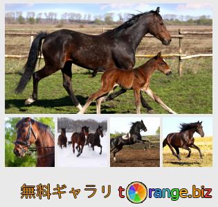 イメージの銀行にtOrangeはセクションからフリーの写真を提供しています： 馬