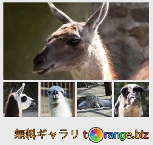 イメージの銀行にtOrangeはセクションからフリーの写真を提供しています： ラマ