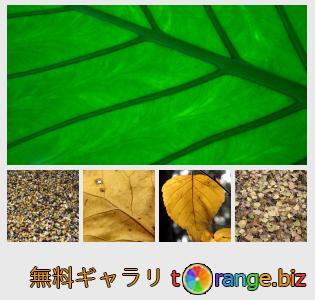 イメージの銀行にtOrangeはセクションからフリーの写真を提供しています： 葉のテクスチャ