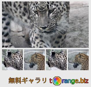 イメージの銀行にtOrangeはセクションからフリーの写真を提供しています： ヒョウ