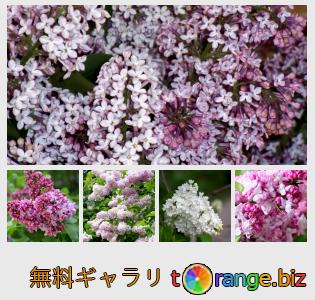 イメージの銀行にtOrangeはセクションからフリーの写真を提供しています： ライラックの花
