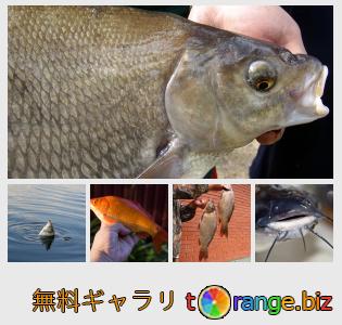 イメージの銀行にtOrangeはセクションからフリーの写真を提供しています： 活魚