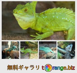 イメージの銀行にtOrangeはセクションからフリーの写真を提供しています： トカゲバシリスク