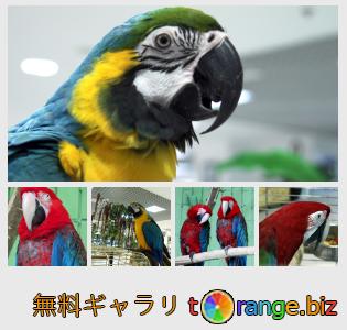 イメージの銀行にtOrangeはセクションからフリーの写真を提供しています： コンゴウインコのオウム