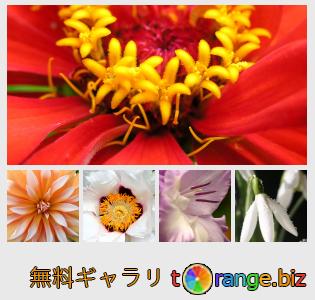 イメージの銀行にtOrangeはセクションからフリーの写真を提供しています： マクロ花