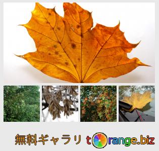 イメージの銀行にtOrangeはセクションからフリーの写真を提供しています: カエデ